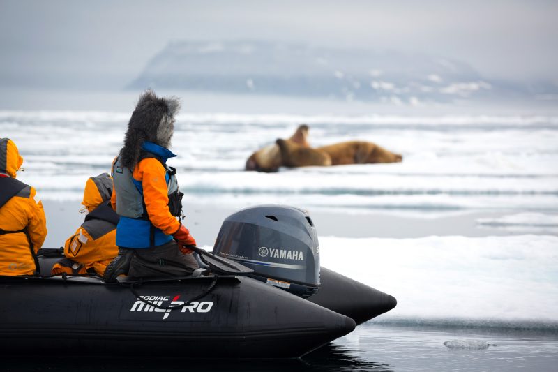 Spotting wildlife in Svalbard