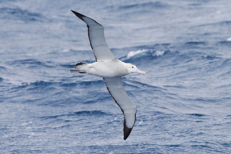 A wandering albatross gliding low over the Southern Ocean with wings fully extended